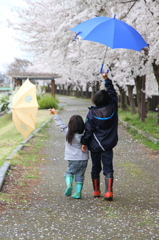 さくら　さくら