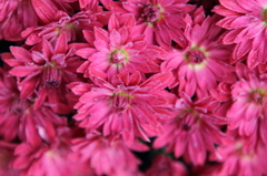 ちび菊