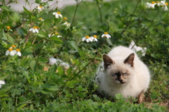 沖縄のノラ猫