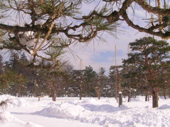 本丸の松は　赤松と黒松そして大王松