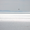 海