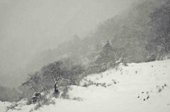 雪