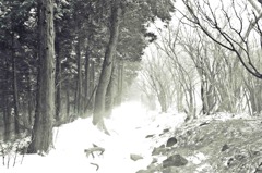 吹雪いてた