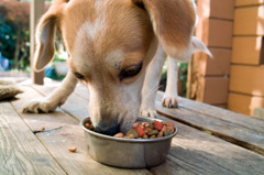 犬