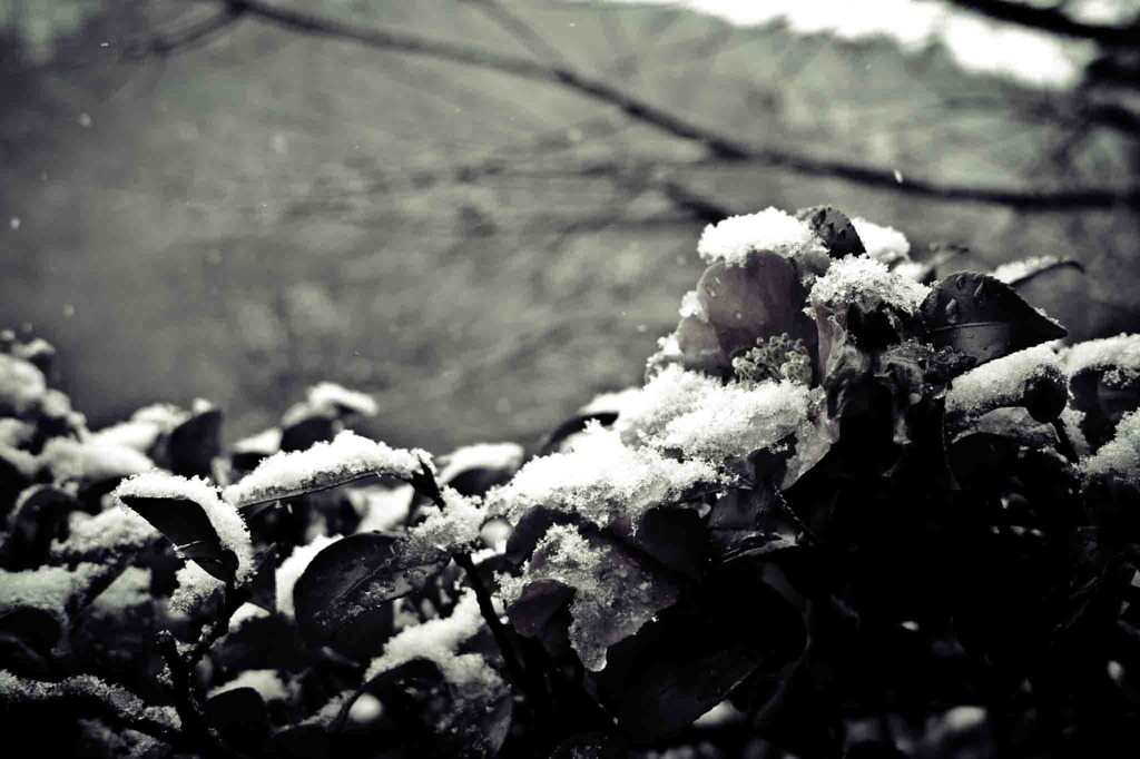 雪ん中