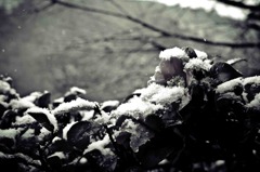 雪ん中