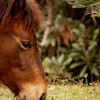 野生馬