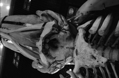 nakamura_kiso_kahaku_110205_0061