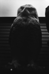 nakamura_kiso_kahaku_110205_0142