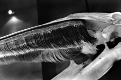 nakamura_kiso_kahaku_110205_0003