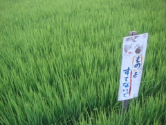 ものをすてないで