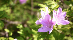 お花