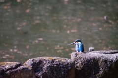 石神井公園のカワセミ