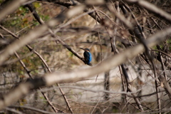 石神井公園のカワセミ