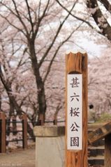 甚六桜公園