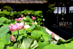 LOTUS