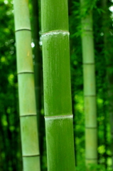 竹