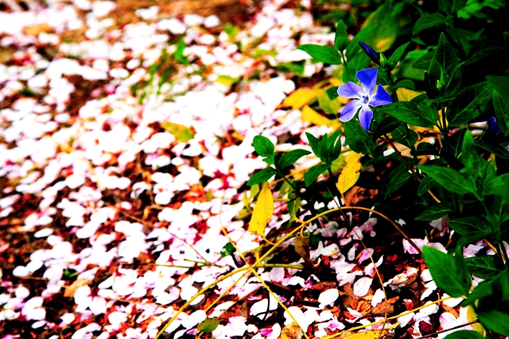 Sakura+Blue