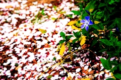 Sakura+Blue