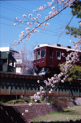 桜の阪急電車