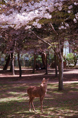 桜と鹿