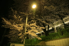 駅の桜