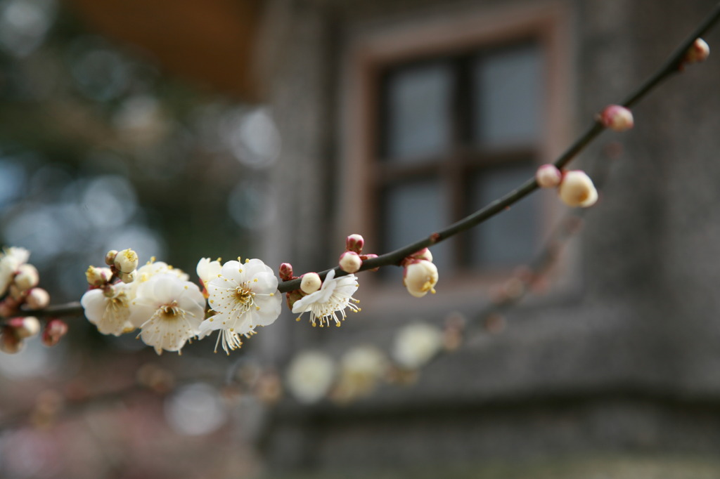 Kyoto Kitano-Tenmangu