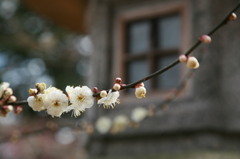 Kyoto Kitano-Tenmangu