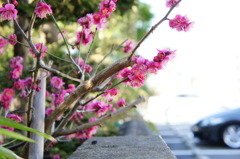 花1