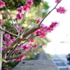 花1