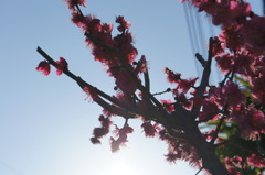 花3