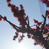 花3