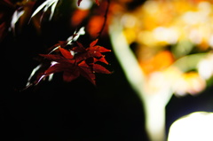 紅葉