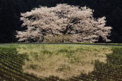 諸木野の桜