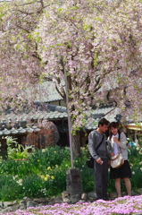 桜の下