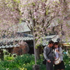 桜の下