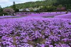 芝桜