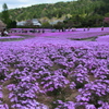 芝桜
