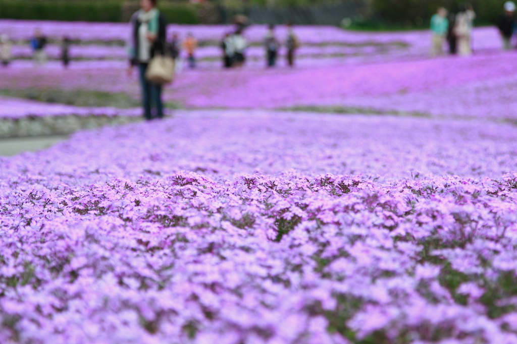芝桜のじゅうたん