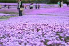 芝桜のじゅうたん