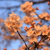 朝日に映える