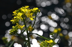 菜の花