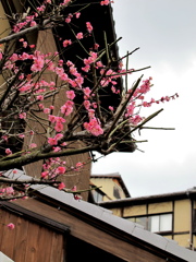 京都_梅_2