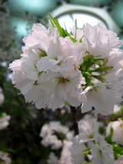 桜