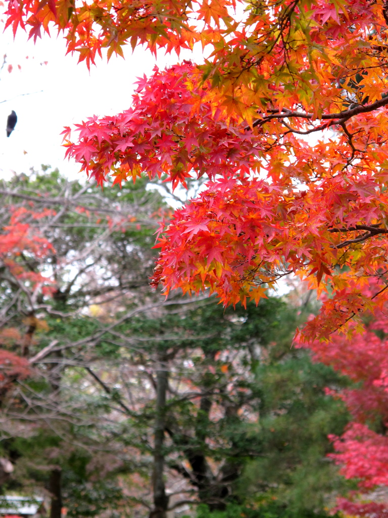 京都紅葉
