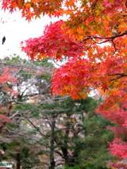 京都紅葉