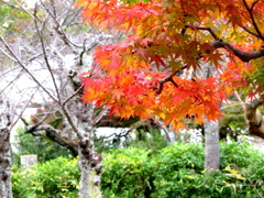 京都紅葉