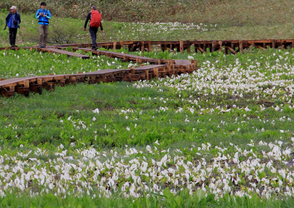 湿原に舞い降りる