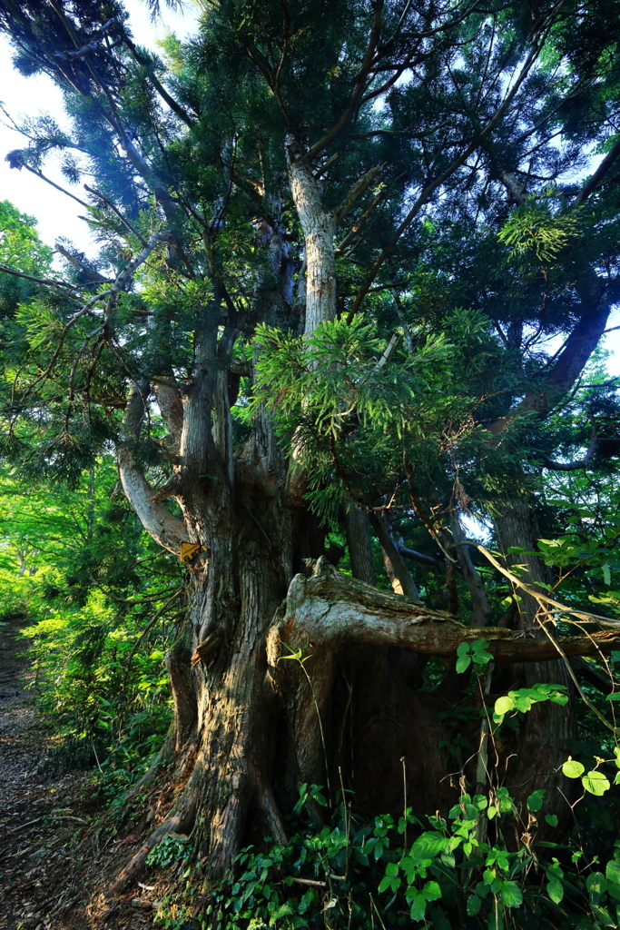 立山杉　早月尾根　２