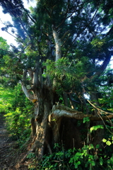 立山杉　早月尾根　２